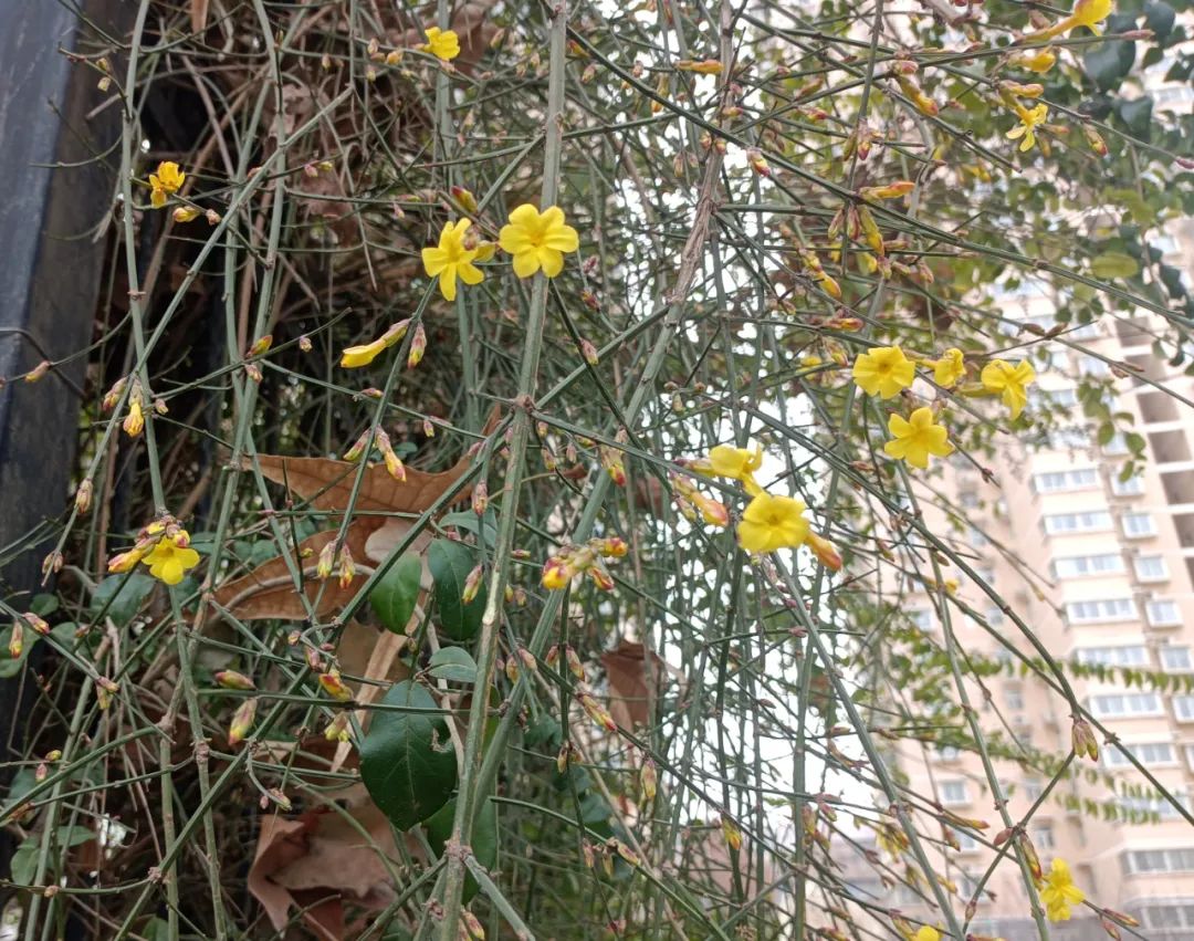 迎春花開(kāi)，奔赴希望之約